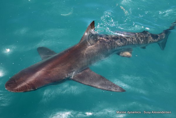 Bronze whaler sharks, South africa